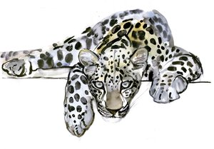 阿拉伯豹，2008年 作者 马克·阿德灵顿