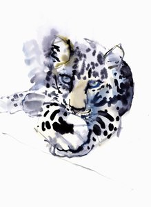 阿拉伯豹，2008年 作者 马克·阿德灵顿