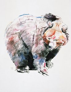 熊（木炭和纸上谈话） 作者 马克·阿德灵顿