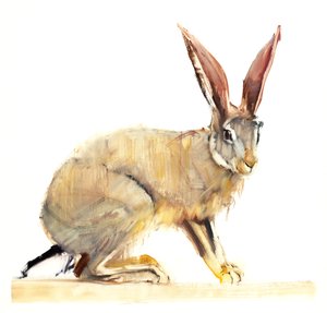 Cape Hare，2010（纸上谈兵） 作者 马克·阿德灵顿
