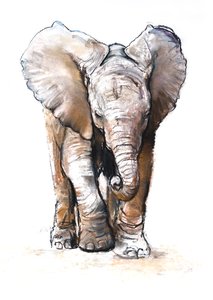 Concentration (baby elephant), 2018 作者 马克·阿德灵顿