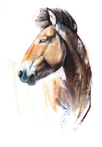 沙漠精神（Przewalski），2013年，（粉彩和木炭在纸上）