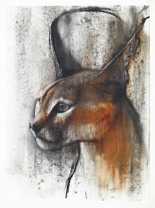 埃及（阿拉伯卡拉卡尔），2009年（纸上谈论木炭） 作者 马克·阿德灵顿