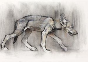 精益小狗（阿拉伯狼），2009年（纸上谈论木炭） 作者 马克·阿德灵顿