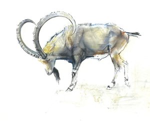 Nubian Ibex，2008（纸上谈论木炭） 作者 马克·阿德灵顿
