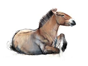 坐着Przewalski，2011，（木炭，续约和粉彩纸）