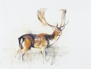 研究雄鹿（木炭和纸上谈话） 作者 马克·阿德灵顿