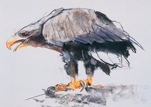 白尾海鹰，2001年（木炭和纸上谈话） 作者 马克·阿德灵顿