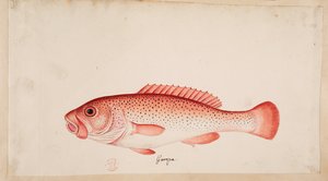 一条鱼 作者 马克·凯茨比