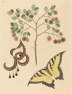 猫爪草(Mimosa circinalis) 作者 马克·凯茨比
