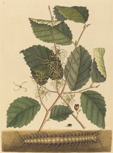 蜈蚣Scolopendra morsitans，1731-1743年出版。