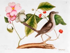 山茱萸：佛罗里达山茱萸和卡罗莱纳州自然历史的嘲弄鸟（1730-48）