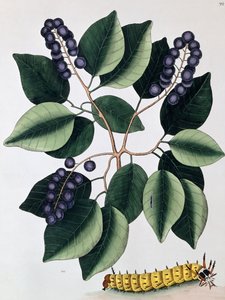 鸽子李子和大角毛猫，1771年