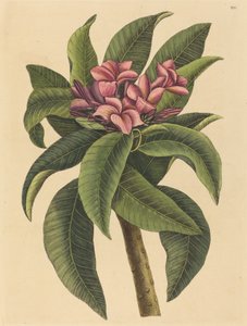 Red Frangipanni Plumeria rubra，1731-1743年出版。 作者 马克·凯茨比
