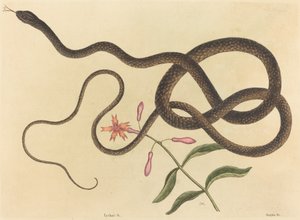 教练鞭蛇（Coluber flagellum） 作者 Mark Catesby