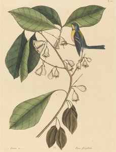 雀形爬虫(Parus americanus) 作者 马克·凯茨比