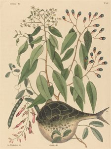 地球鱼Tetrodon lagocephalus，1731-1743年出版。 作者 马克·凯茨比