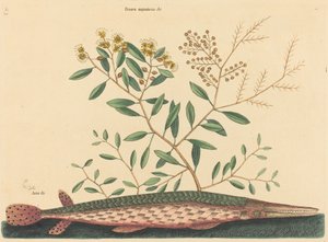 绿毛鱼Esox osseus，1731-1743年出版。 作者 马克·凯茨比