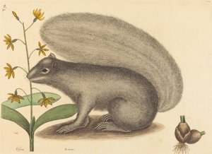 灰狐松鼠（Sciurus cinereus） 作者 马克·凯茨比