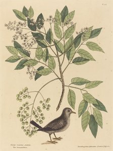 地鸽（Columba passerina）。 作者 马克·凯茨比