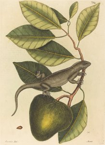 鬣狗(Lacerta Iguana)