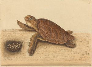 鹰嘴龟(Testudo caretta) 作者 马克·凯茨比