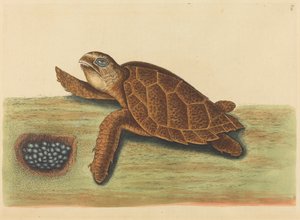 鹰嘴龟 (Testudo caretta) 作者 马克·凯茨比
