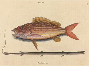 巷子里的鲷鱼Sparus synagris，1731-1743年出版。 作者 马克·凯茨比