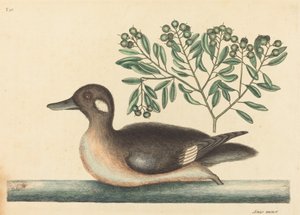 小棕鸭Anas rustica，1754年出版。 作者 马克·凯茨比