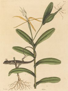 里昂蜥蜴（Lacerta 6-lineata）。 作者 马克·凯茨比
