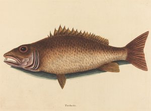 红树林鲷鱼Labrus griseus，1754年出版。 作者 马克·凯茨比