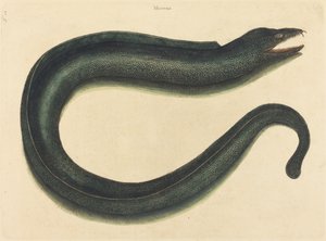 穆雷族（Muraena helena）。