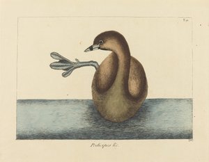 红嘴杜鹃(Colymbus podiceps) 作者 马克·凯茨比