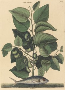 山鹑 (阿根廷) 作者 马克·凯茨比