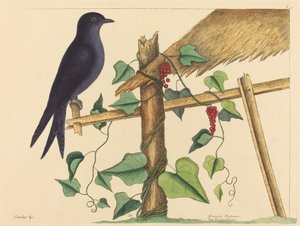 紫马丁（Hirundo purpurea）。 作者 马克·凯茨比