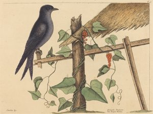 紫马丁（Hirundo purpurea） 作者 马克·凯茨比
