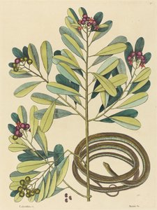 丝带蛇(Coluber saurita)