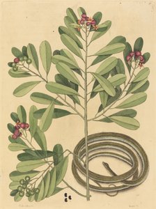 丝带蛇Coluber saurita，1731-1743年出版。 作者 马克·凯茨比