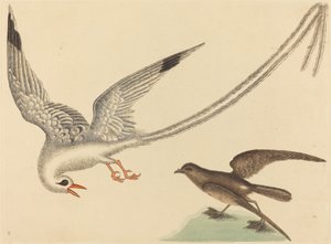 秧鸡（Emberiza oryzivora） 作者 马克·凯茨比