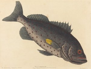 岩鱼Perca venenosa，1754年出版。 作者 马克·凯茨比