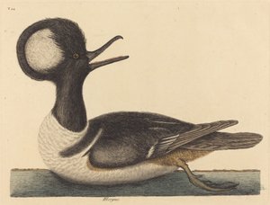 圆顶鸭Mergus cucullatus，1731-1743年出版。 作者 马克·凯茨比