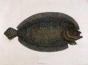 鳎目鱼（Solea lunata  c) 作者 马克·凯茨比