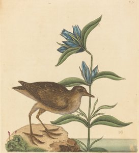 The Soree Rallus Virginianus，1731-1743年出版。 作者 马克·凯茨比