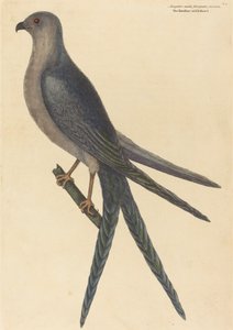 燕尾鹰Falco furcatus，1754年出版。 作者 马克·凯茨比