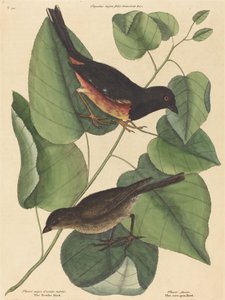 Towhe鸟Fringilla erythrophthalma，1754年出版。 作者 马克·凯茨比