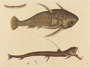 蝰蛇口器 (Silurus cataphractus)
