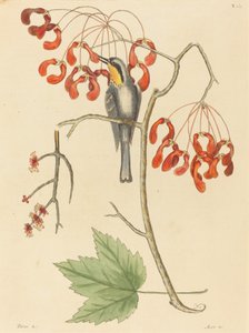 黄喉爬山虎》，1754年出版。 作者 马克·凯茨比