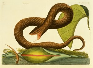 Viper Fusca，板45，卷。 1，来自“卡罗来纳州自然历史，佛罗里达和巴哈马” 作者 马克·凯茨比