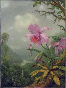 蜂鸟栖息在兰花植物上，1901年 作者 Martin Johnson Heade