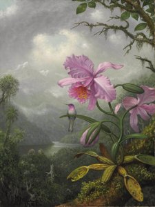 蜂鸟栖息在兰花植物上 作者 马丁·约翰逊·海德